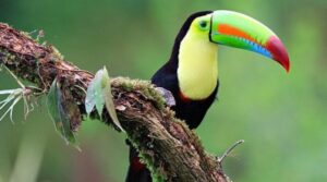 Animals in Costa Rica: Exploring the Biodiversity of a Wildlife Paradise